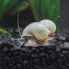 4 Total Live Blue Mystery Snail Pomacea bridgesii High Quality Proven Genetics