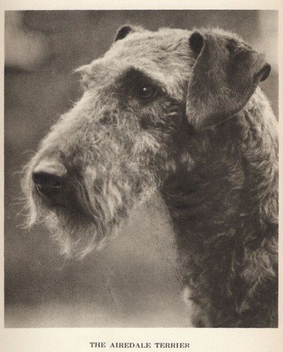Airedale Terrier Head Study "P" - CUSTOM MATTED - 1931 Vintage Dog "Photo" Print