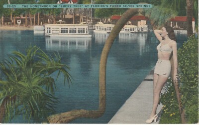AK The Honeymoon or ''Lucky Tree'' at Florida's famed Silver Springs