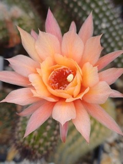 Hildewintera Hybride Humkes Röschen Topf Echinopsis Copiapoa Lobivia rar
