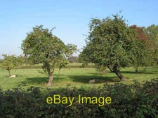 Photo 6x4 Orchard by the B4063 Golden Valley/SO9022 Or what looks like t c2007