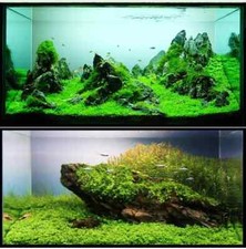 NEU.Bodendecker 2x1000 Samen. Ca5cm Hoch.Süßwasser Aquarium u.Feuchtterrarien.12