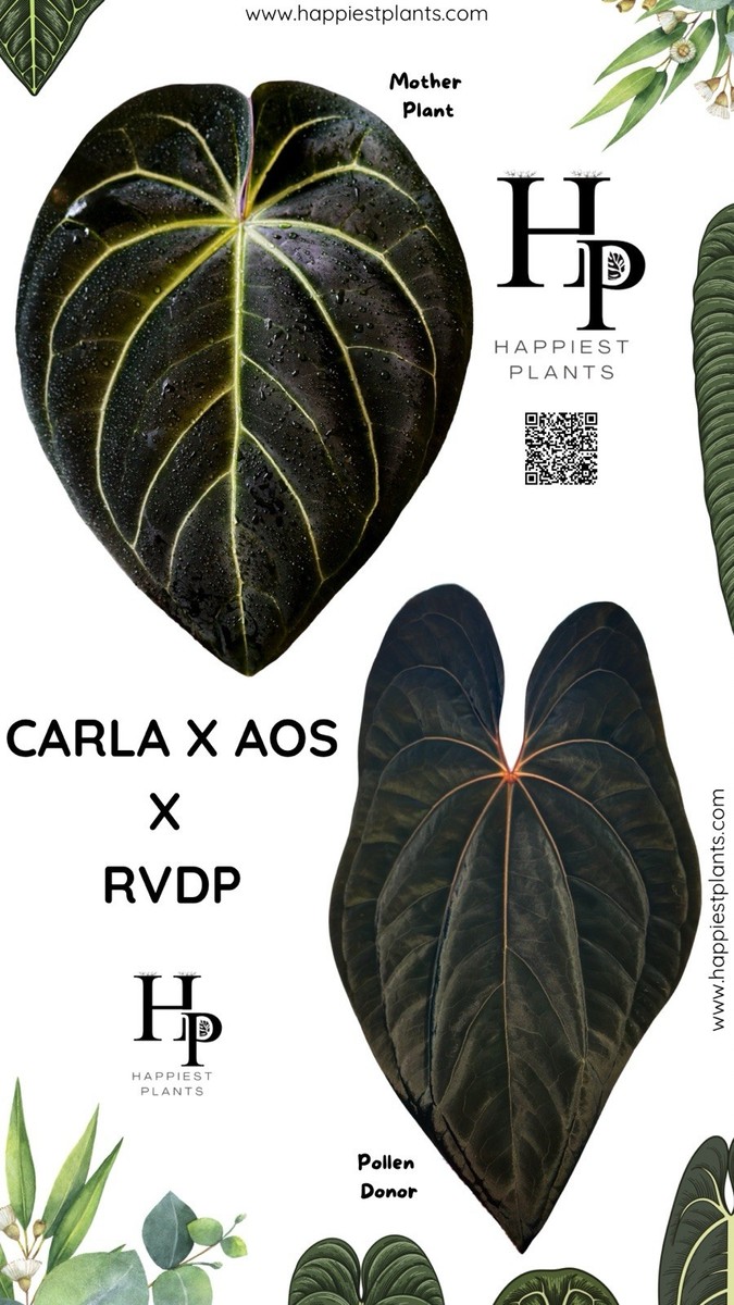 Anthurium Carlablackiae × AOS X RVDP | eBay UK