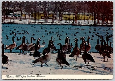 Wintering Wild Geese Rochester Minnesota Vintage Postcard Dexter Press
