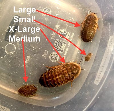 Dubia Feeder Roaches Small Medium And Large Or Roach Chow Ebay