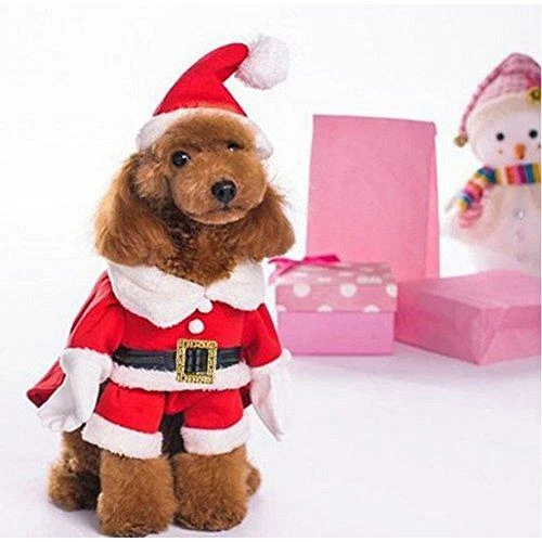 Santa top suit dog