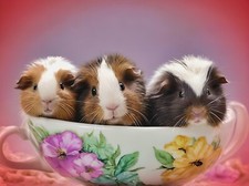 A5 greeting card can be personalised on front A5 Guinea Pig Pigs Pets Birthday