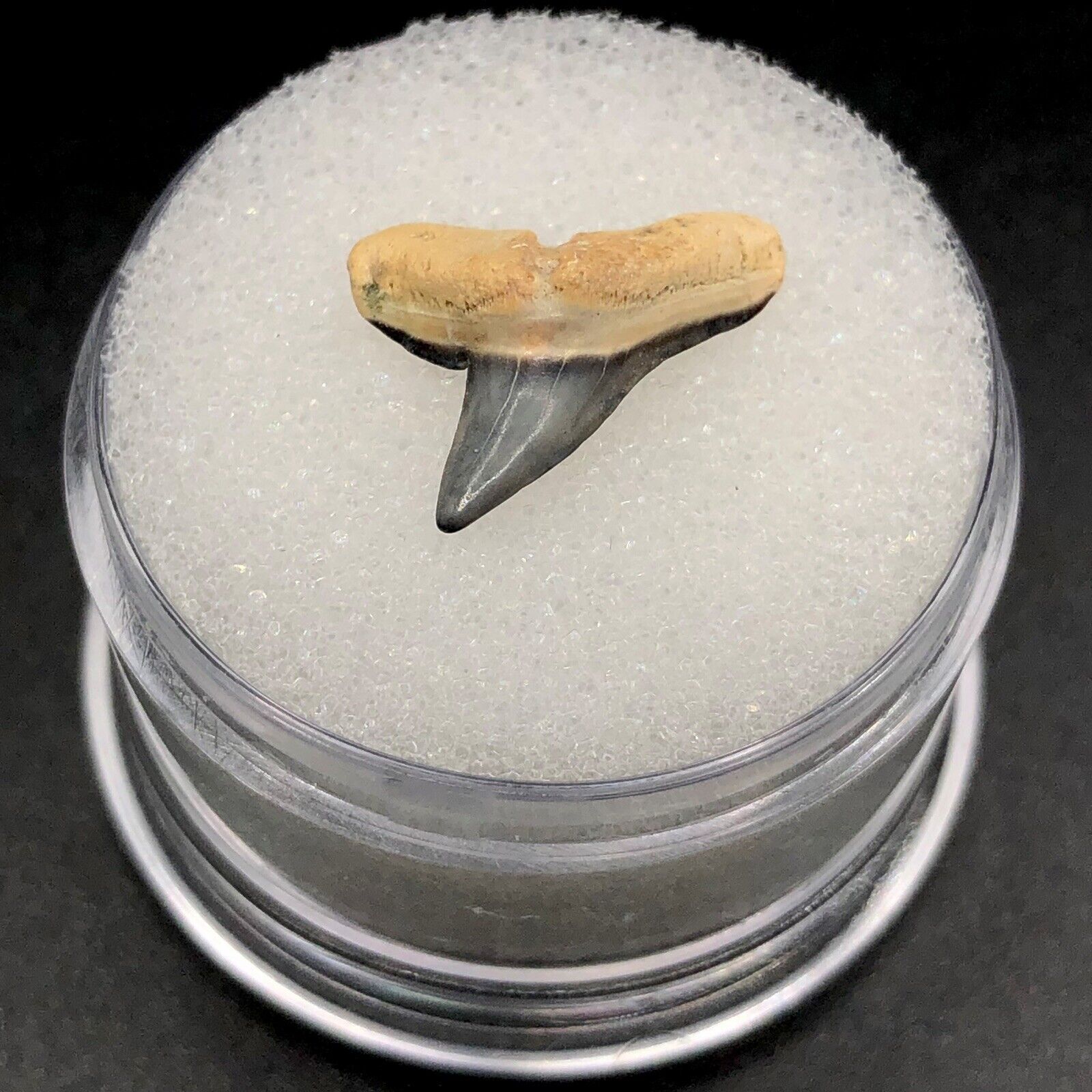 Rare Bone Valley FL Hammerhead Fossil Shark Tooth Prehistoric Gems Florida Gem