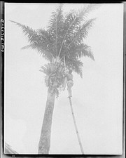 Photo:Palm Tree Trimming 1900s Worker on Ladder