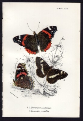 1896 Kirby  Antique Color The Red Admiral & White Admiral Butterfly