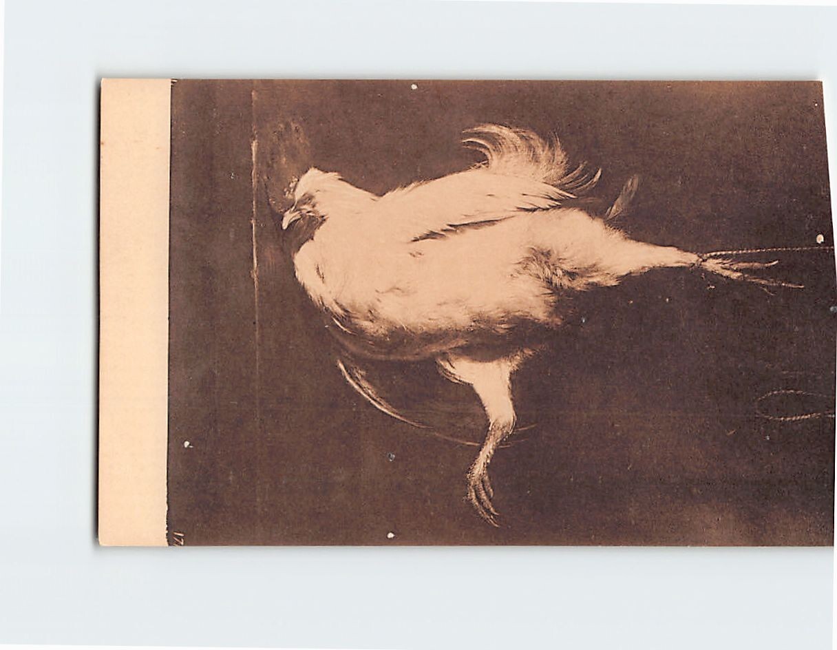 Postal Un Pollo Muerto Por Metsu Museo Del Prado Madrid España