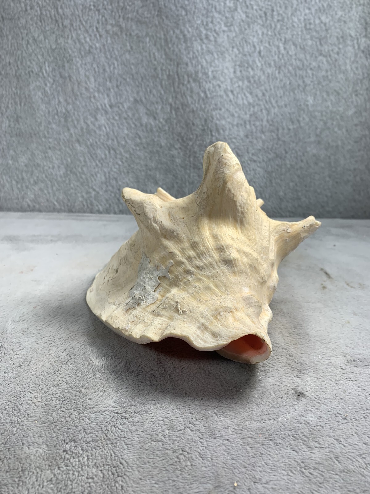 Natural Large Horned Queen Helmet Conch Sea Shell Beach Decor eBay