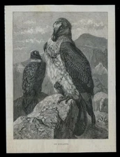 Lammergeier...Antique print..1889