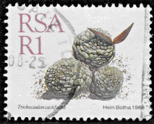 1R south africa republic postage stamp c. 1983 - shows Trichocaulon cactiforme