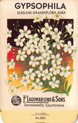 Vintage Seed Packet: White GYPSOPHILA, Lagomarsino & Sons, Sacramento, 1940's