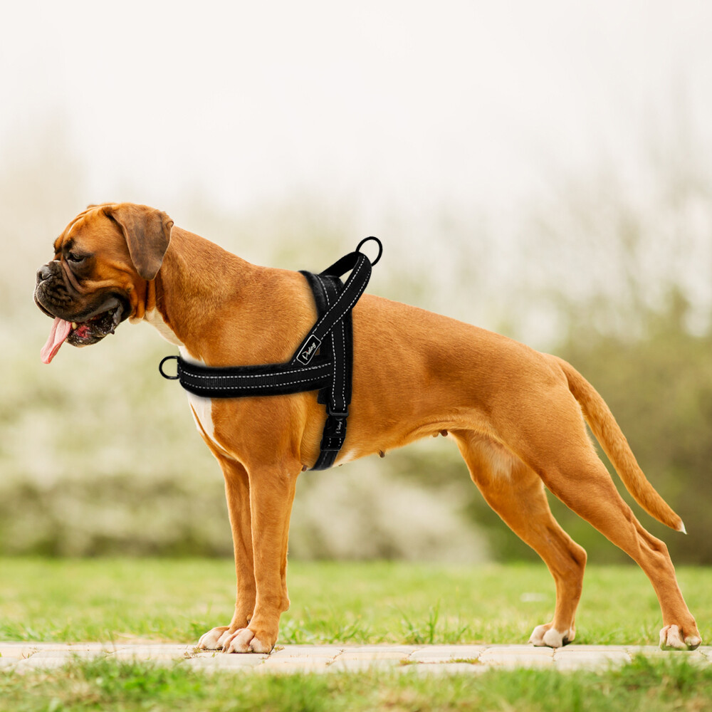 Boxer Puppy Best Harness For Boxer Dog Leash Best Harness For