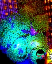 1 Neon Green Ricordea Mushroom Coral - ARK