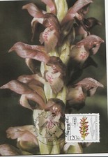 Maximumkarte Berlin West 18. Oktober 1984: Orchideen Das Wanzen-Knabenkraut