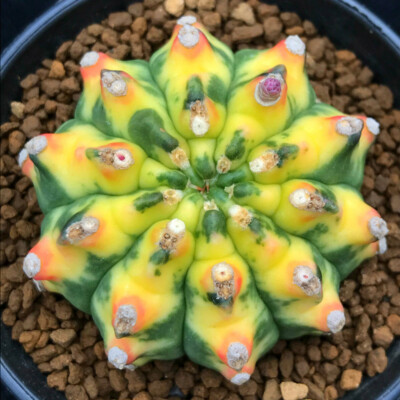 4-5cm Gymnocalycium anisitii variegata cactus plants potted Plants Garden Bonsai