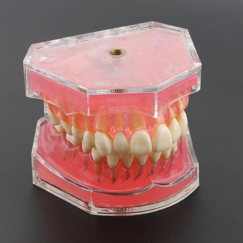 Dental Typodont Practice Study Standard Teeth Model 28 Pcs Removable Teeth M7008 - Picture 2 of 12