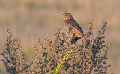 Photo 6x4 Corn Bunting (Emberiza calandra), Caunce's Road, Martin Mere Be c2015