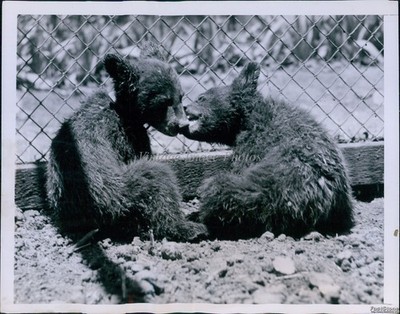 1938 Young Bear Cubs Nuzzle Each Other Leaning On Zoo Fence Animals 7X9 Photo