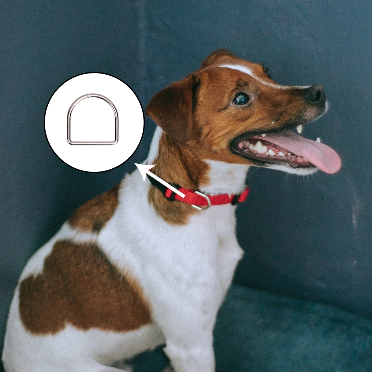 Metal d rings 2024 for dog collars