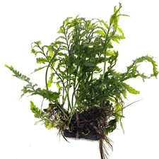 Bolbitis Heudelotii ( African Fern,  15+ leaves + mystery plant, Limited SALE