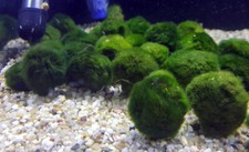 10 x Moosb&auml;lle - Aegagropila linnaei - Moosball 3-5 cm Durchmesser