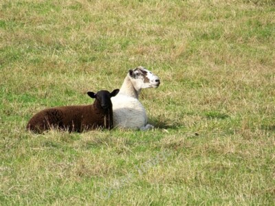 Photo 6x4 Family Portrait, Everleigh East Everleigh The ewe appears very  c2009