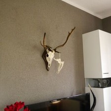 Daino Enorme Daino Dama Cervo Corna Antler Cervi Intero Naso Mascella Scudo