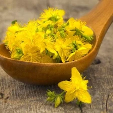 ST. JOHNS WORT Hypericum Yellow Medicinal Herb Perennial Non-GMO 500 SEEDS!