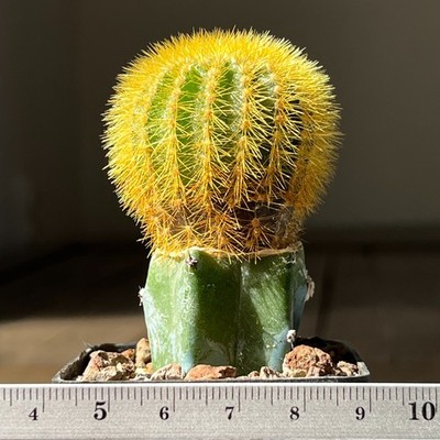 11-1074 Uebelmannia eriocactoides, grafted