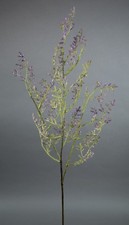 Limonium Statice Strandflieder