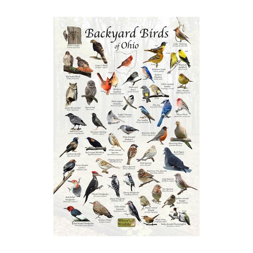 Birds of Ohio Backyard Bird Identification Post Print / Birding ID