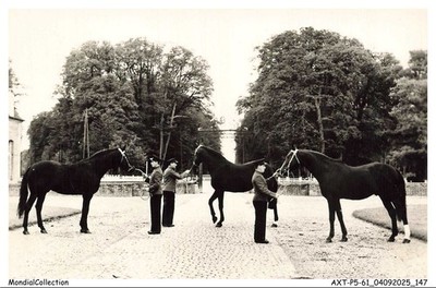 AXTP5-0455-61 - Haras Du Pin - Elope - Euripide - Hermes D - Französische Traber