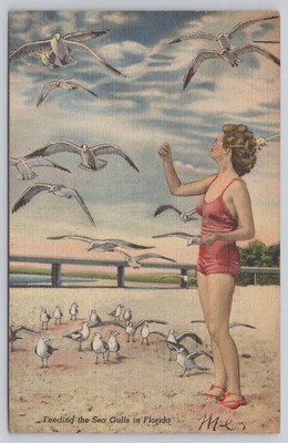 Vintage Florida Sea Gulls Feeding Beach Postcard 1947 Curt Teich