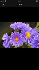 5x Michaelmas Daisy Plants Bare Root Rhizomes Aster Novi-Belgii Hardy