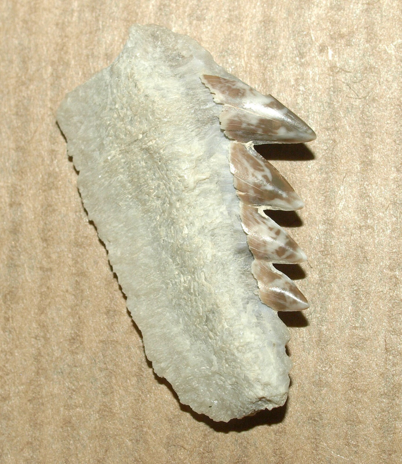 Picture 5 of 11