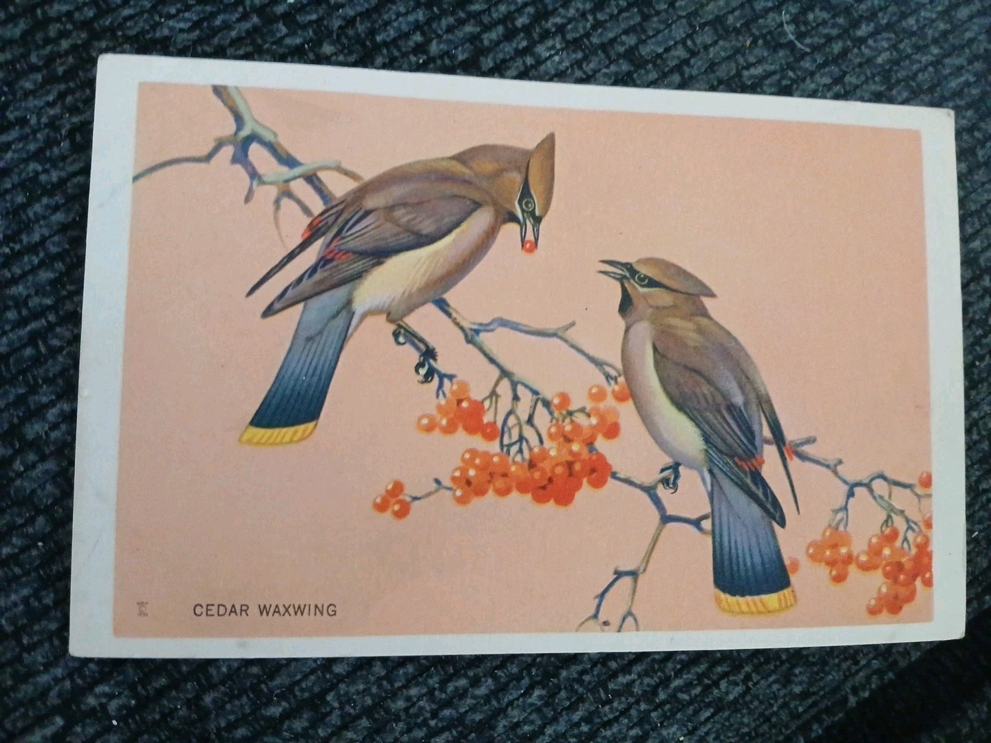 1939 National Wildlife Federation Cedar Waxwing Bird Vintage Postcard