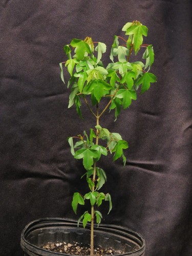 Trident Maple Tree Acer Buergerianum For Bonsai Or Yard Shade Tree 14-16" Tall