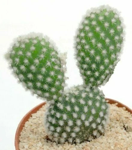 Semillas de cactus Opuntia macrocentra "Sapphire Wave" (100 semillas) Foto 3 de 4