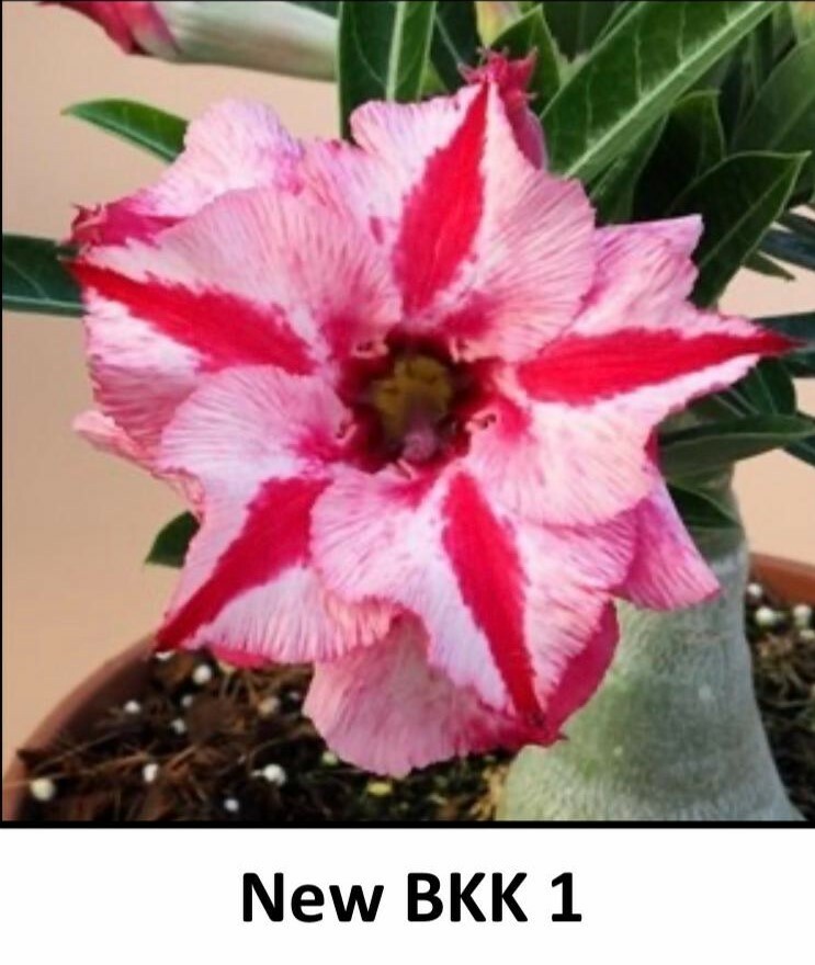 Adenium Obesum Grafted Plant 
