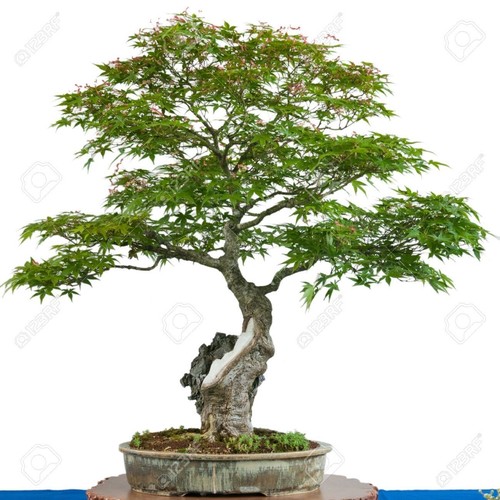 Acer palmatum - Japanese Maple - 15 Seeds - Lovely specimen tree - Picture 3 of 3