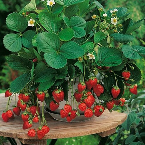 Semillas de fresas del bosque "Oleksandria" 0.1gr  (150-200 semillas aprox.)