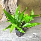 Java Fern Microsorum pteropus Live Aquarium Plant- *BUY 1 GET 1 at 50% OFF