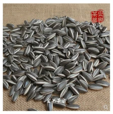 100PCS Art Ai Weiwei Yixing Porcelain Sunflower Seeds Decoration Collection