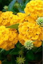 20 SEEDS for Sun Yellow HYDRANGEA RARE flower exotic bush home plant USA Seller