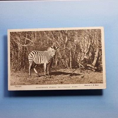 Dunstable Postkarte 1933 Bedford Whipsnade Zoo Chapmans Zebra