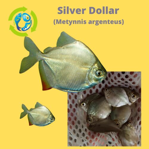 12 FISH PACK SILVER DOLLAR 1.5" (Metynnis argenteus)